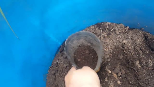 como sembrar semillas de Tagetes - Cempasúchil - Clavelon - Rosa de la India смотреть онлайн