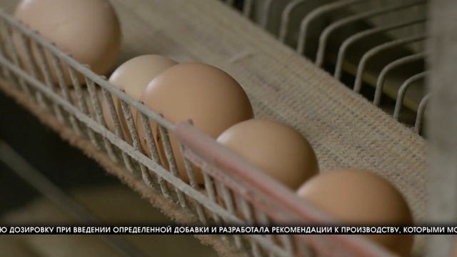 Преподаватель из ВолГАУ изучает способы повышения рентабельности продукции птицеводства смотреть онлайн