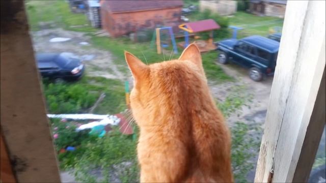 Котомания. Часть 2 смотреть онлайн