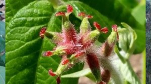 Редкий и необычный орех сердцевидный (heartnut)