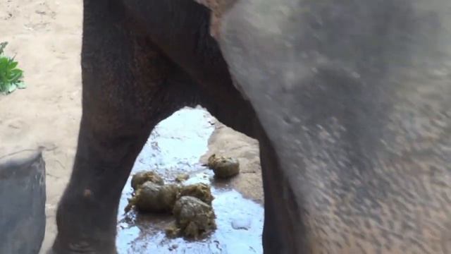 26#14.04.2013 Таиланд.Река Квай. Деревня слонов. Часть 26. смотреть онлайн