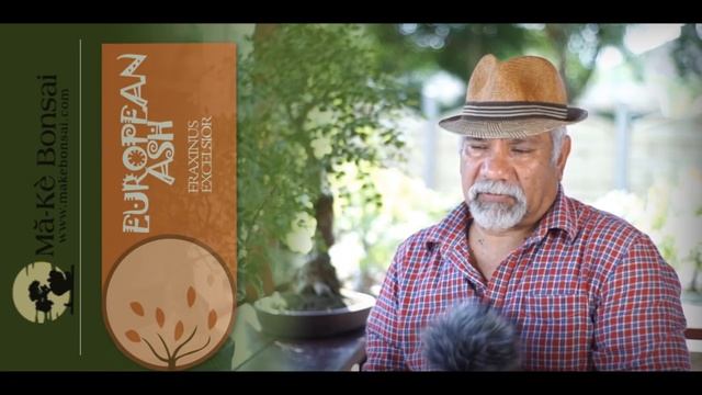 135) European ash - Fraxinus excelsior Great Bonsai Trees for Beginners in Europe смотреть онлайн