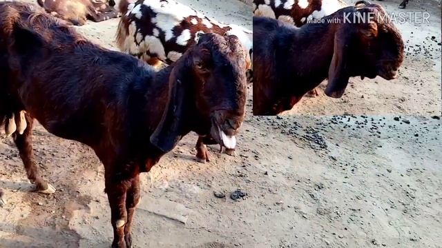 AJK Goats, pothwari Goat Breed, Bhalwal Breed смотреть онлайн
