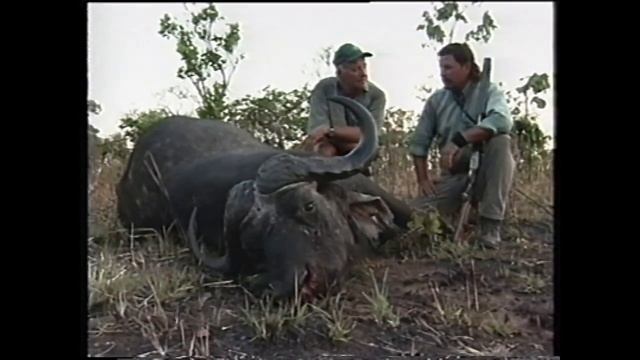 "Смертельная игра с африканским буйволом". Видеоприложение №3 к журналу "Сафари". Часть 3. смотреть онлайн