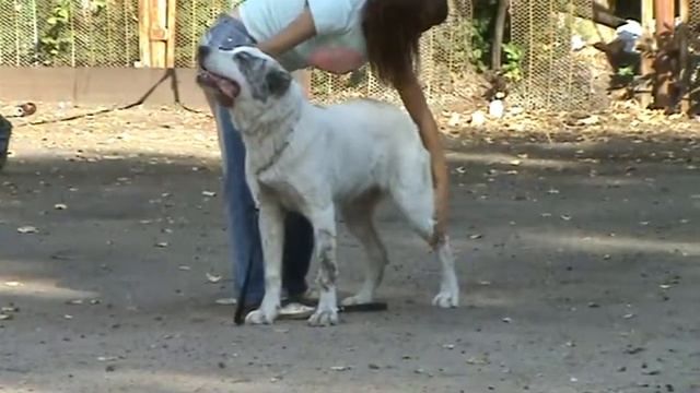 Алабай сука юниор 15.09.2009 г.Луганск. смотреть онлайн