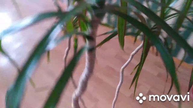 Драцена. Дракон. Что общего?#драцена