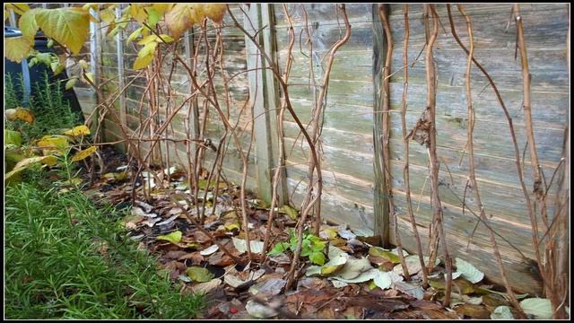 Как ухаживать за малиной весной после зимы для получения большого урожая смотреть онлайн