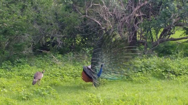 Брачный танец павлина. смотреть онлайн