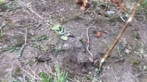 Как поймать голубя | Ловушка своими руками