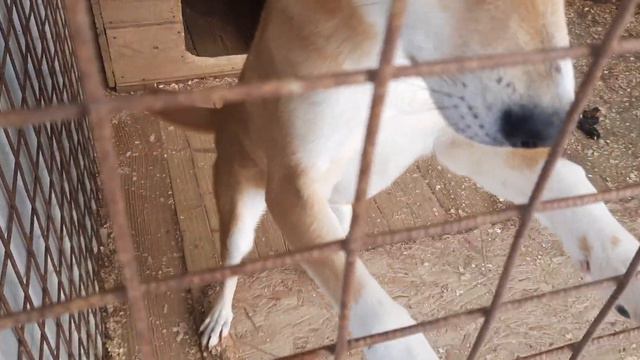 Работа кинологов в приюте "Лисёна". 16.12.2022 г. смотреть онлайн