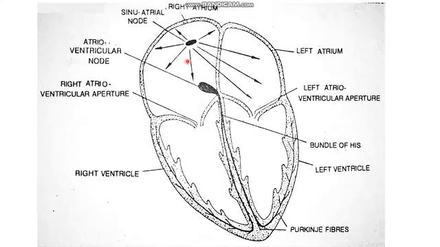 10 std Bio,unit 14 circulation in animals,Heart Beat (The Story),Part 18,Samacheer смотреть онлайн