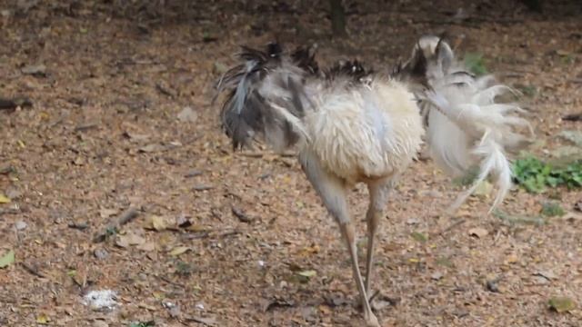 Dinosaur Descendants (Ostrich, Rhea, Emu) / Потомки Динозавров (Африканский Страус, Нанду, Эму) смотреть онлайн
