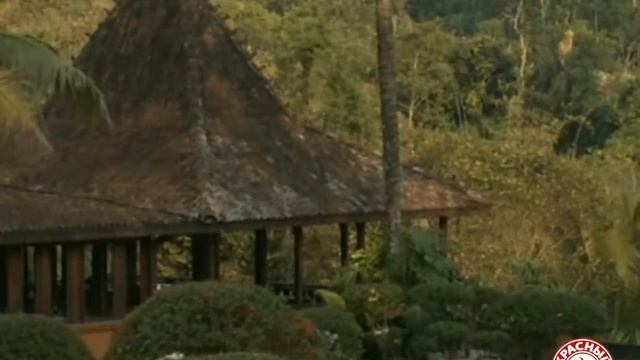 Kopi Luwak - самый дорогой кофе в мире смотреть онлайн