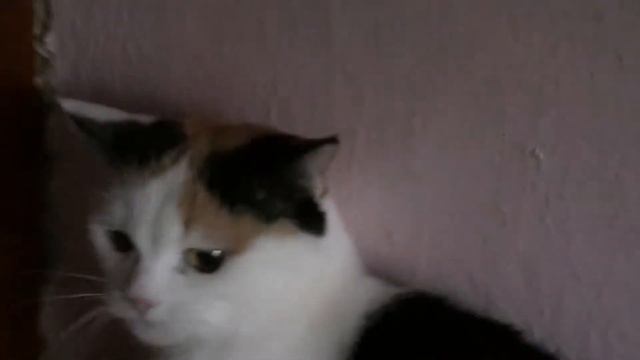 Игра с кошкой. Топа и игрушка-лапа :) смотреть онлайн