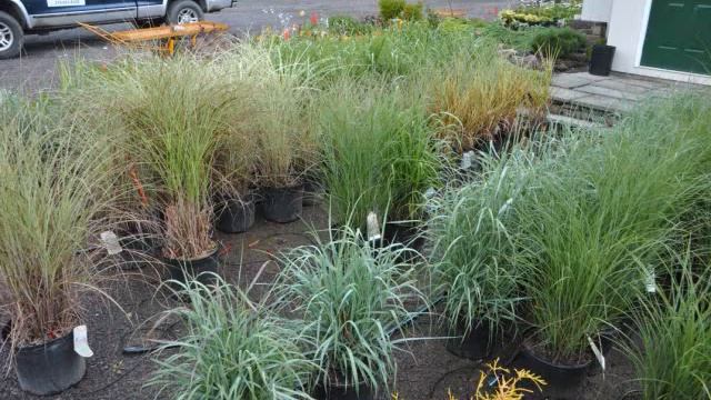 Trees On Sale Cryptomeria And Arborvitae In Heavy Snow