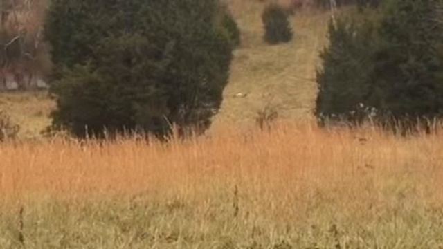 redneck deer hunter. Kill on camera смотреть онлайн