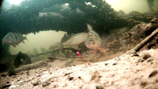 Реакция рыбы на мотыль река Волга 2 метра коряжник смотреть онлайн