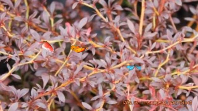 Барбарис тунберга Ред Дрим (red dream) ? обзор: как сажать, саженцы барбариса Ред Дрим смотреть онлайн