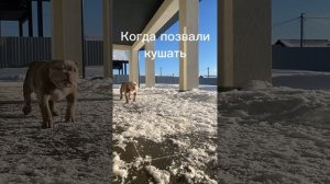 Американский булли