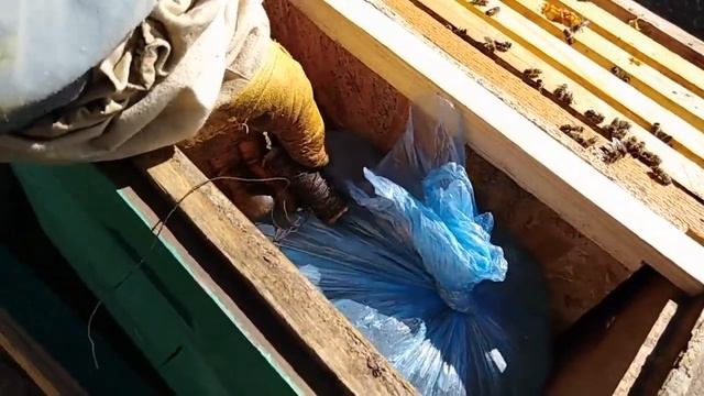 Зимовка пчел на воле,под снегом смотреть онлайн