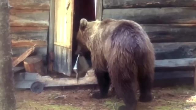 Собака лаяла на дверь старой бани, а когда хозяин заглянул внутрь, его охватил страх! смотреть онлайн