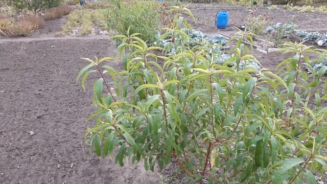 ПЕРСИК из КОСТОЧКИ 2021 год.ОСЕННИЙ ОБЗОР МОИХ ПЕРСИКОВ ВЫРАЩЕННЫХ в 2018 году. смотреть онлайн