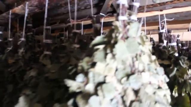 Берёзовые веники для бани оптом хранение зимой 2022 смотреть онлайн