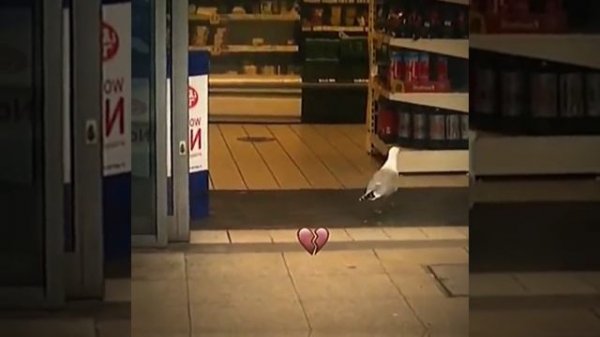 21861d8ceffdc52bbde6a1b0489df29c.mp4