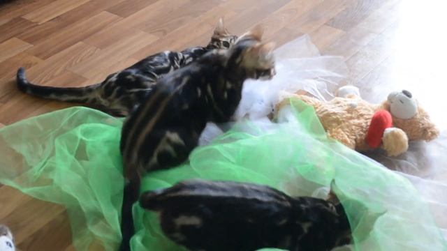 бенгальские котята окраса марбл(мрамор) играют смотреть онлайн