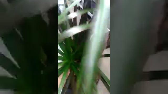 драцена маргината маджента 3 ствола смотреть онлайн