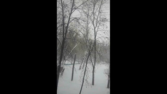 Зима. Птички прилетели отведать рябины. Вы, кормите птичек зимой? #shorts смотреть онлайн