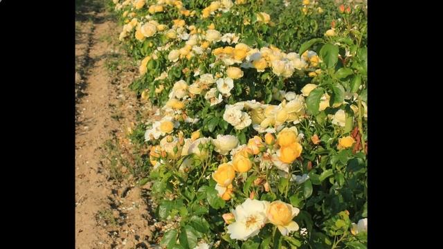 Розы с Величайшим ароматом. Дельбар. смотреть онлайн