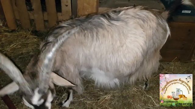 Тяжёлые роды у Бэши, но мы победим!!! Бородатая история. смотреть онлайн