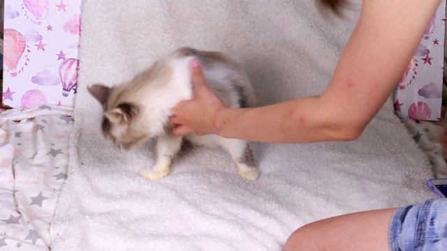 Как СДЕЛАТЬ КРУТЫЕ фото животному, с Быстрым ОТКЛИКОМ на АВИТО. смотреть онлайн