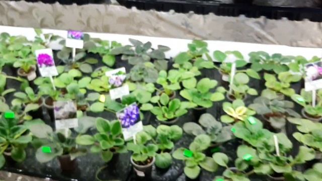 Новогодние скидки в магазине Фиалки в Одессе. ?? смотреть онлайн