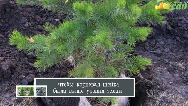 Посадка ели - как правильно посадить ель смотреть онлайн