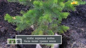 Посадка ели - как правильно посадить ель