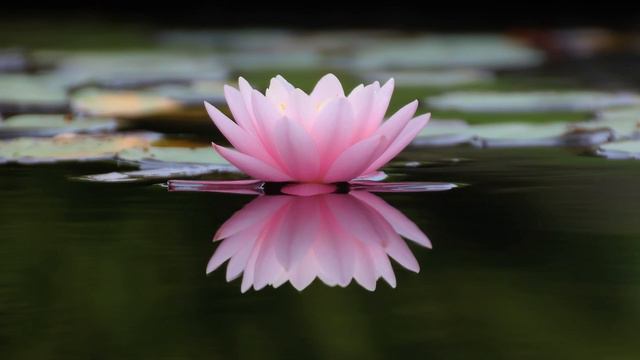 Japanese spa | relaxation & meditation смотреть онлайн