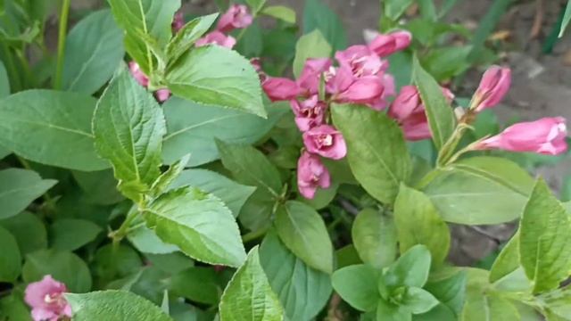 410.#Зацвела моя вторая вейгела?а над ней огромная , шикарная роза Эльф ? смотреть онлайн