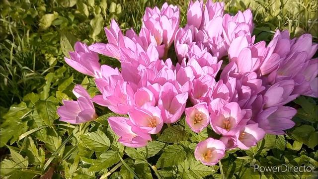 Безвременник осенний.?Colchicum autumn. смотреть онлайн