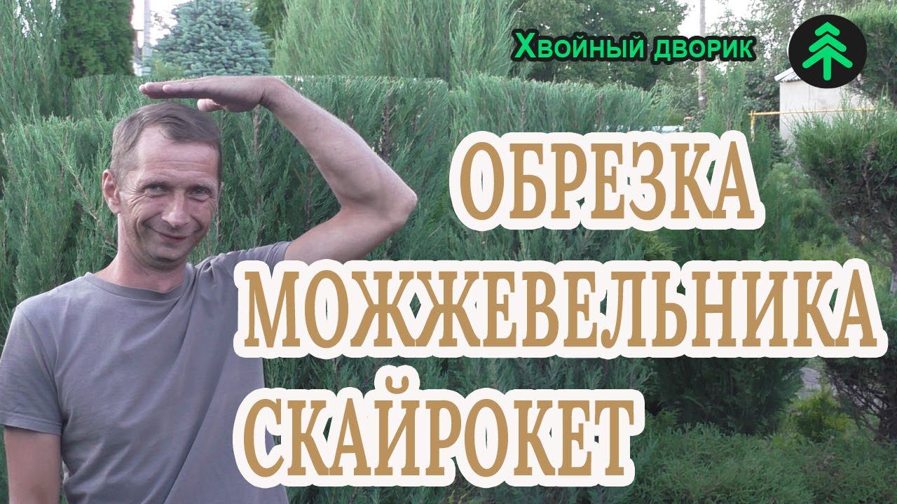 Можжевельник скальный Скайрокет обрезаем,чтобы не погубил ветер,делаем живую изгородь! смотреть онлайн