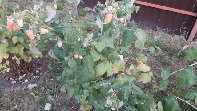 Оранжевое чудо (ремонтант) - малина (Российский сорт) смотреть онлайн