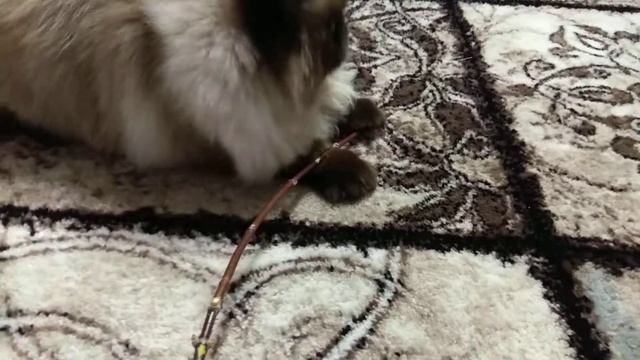 СМЕШНОЙ КОТ:)) Голубоглазый Персидский кот ИГРАЕТ:)) смотреть онлайн