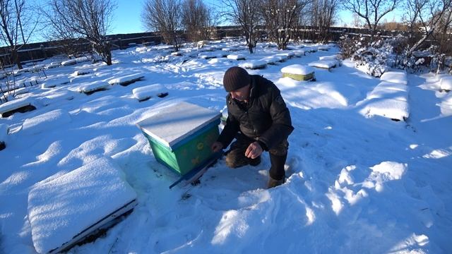 КАК ОРГАНИЗОВАТЬ ХОРОШУЮ ЗИМОВКУ ПЧЕЛОСЕМЬЯМ В УЛЬЯХ ДАДАН НА ВОЛЕ приближенной к 100% ЗИМОВКЕ. смотреть онлайн