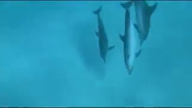 Все дельфины в ураган уплывают в океан