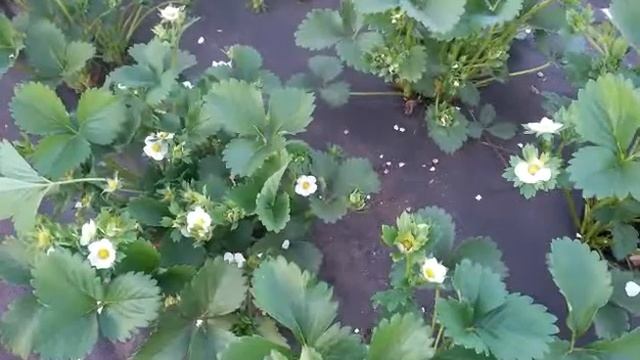 Клубника Молинг Столетие смотреть онлайн