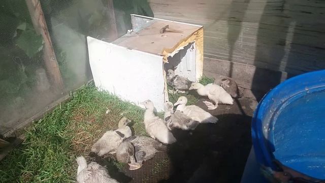 Индоутята на прогулке. Когда можно отсаживать курицу?от цыплят?. смотреть онлайн