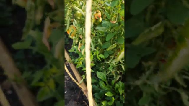 Сорт помидор Мазарини в открытом грунте смотреть онлайн