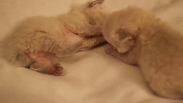 Невские маскарадные котята 2 недели (Neva Masquerade kittens 2 weeks) смотреть онлайн