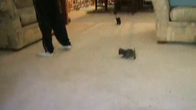 kitten chase смотреть онлайн